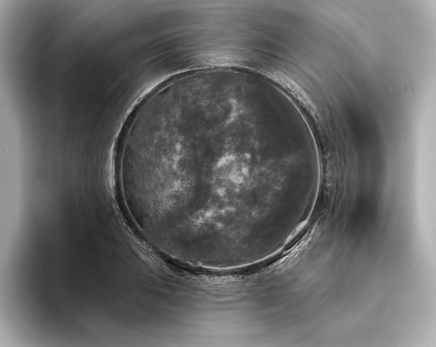 X0000094351031200711021429