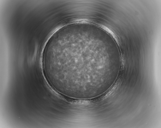 X0000094351090200711021428