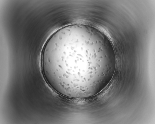 X0000094351103200711021428