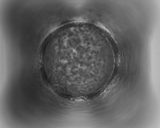 X0000094351255200711021426
