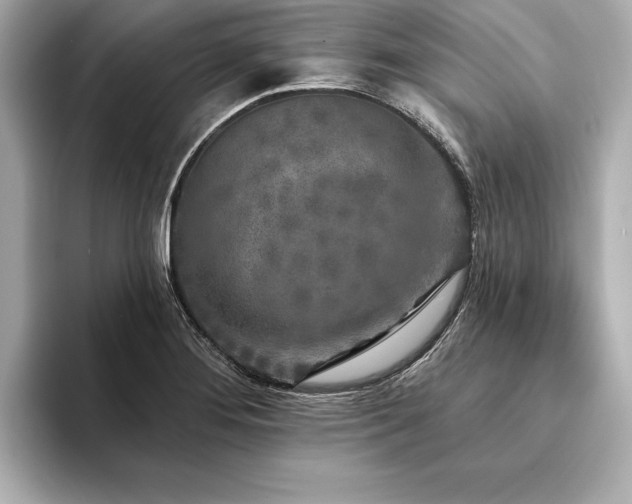 X0000094351276200711021426