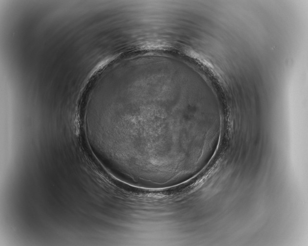 X0000094351306200711021425