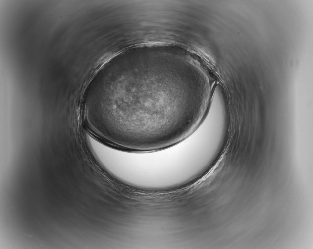 X0000094351353200711021425