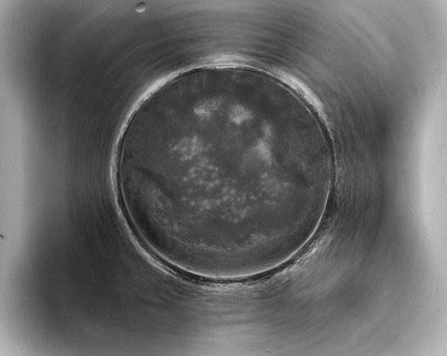 X0000094351429200711021425