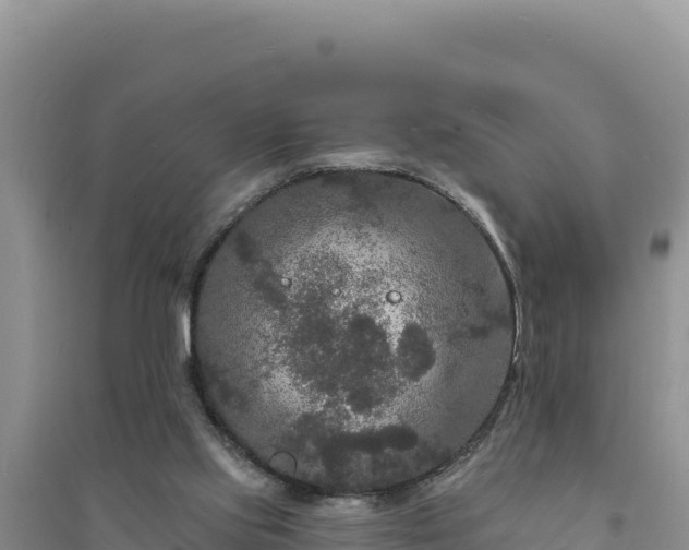 X0000094350061200711091501