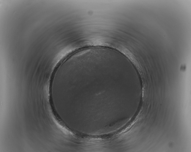 X0000094350438200711091456