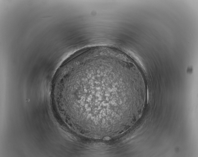 X0000094350483200711091456