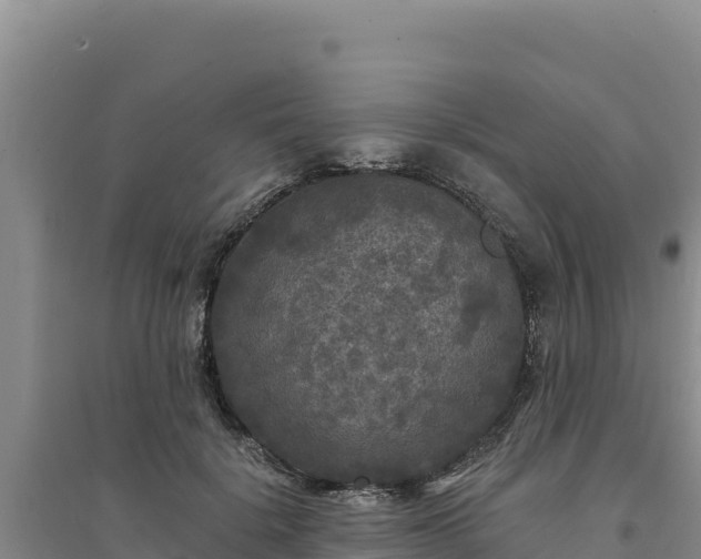 X0000094350652200711091453