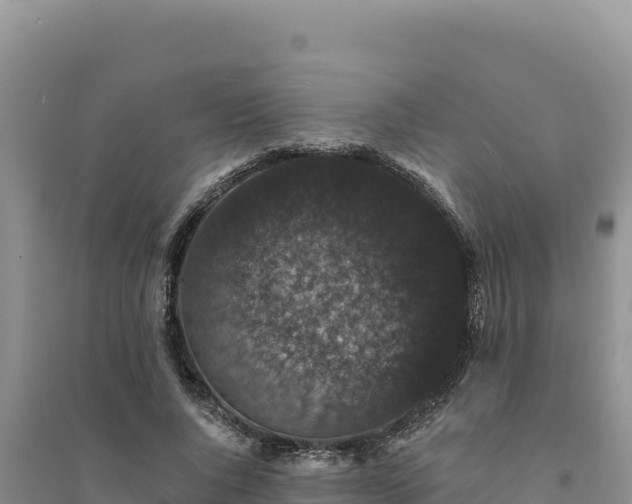 X0000094350736200711091452