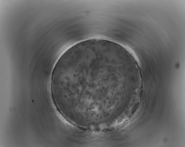 X0000094350903200711091450