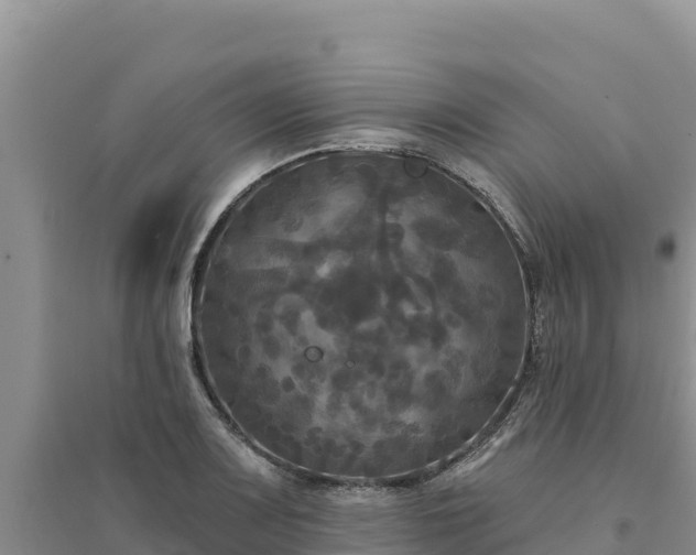 X0000094351083200711091447