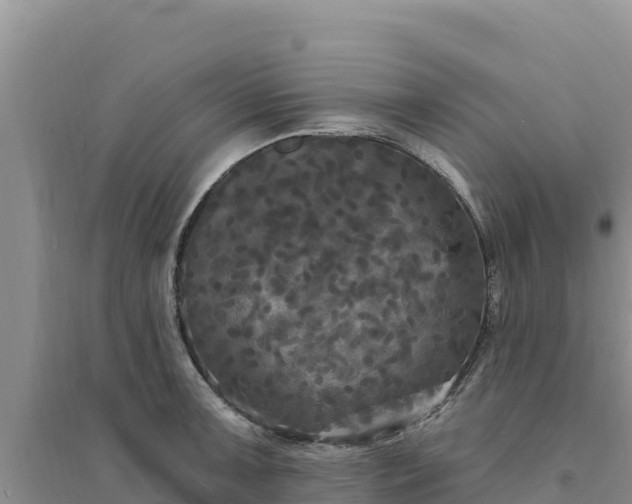 X0000094351091200711091446