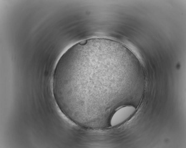 X0000094351100200711091446