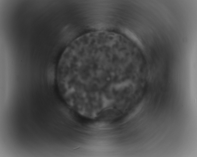 X0000094350065200711162038