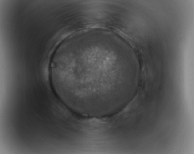 X0000094350290200711162035