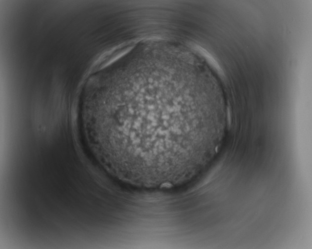 X0000094350483200711162033