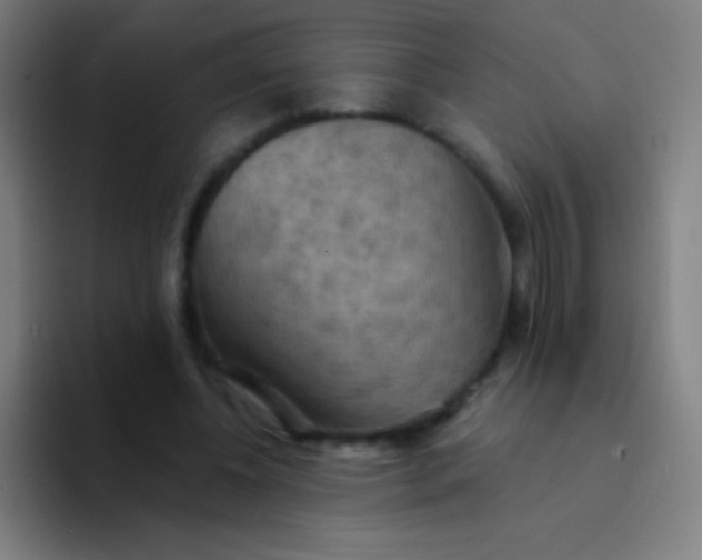 X0000094350540200711162032