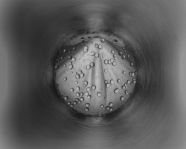 X0000094350554200711162032