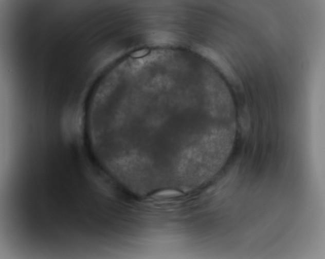 X0000094350583200711162031