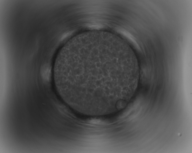 X0000094350596200711162031