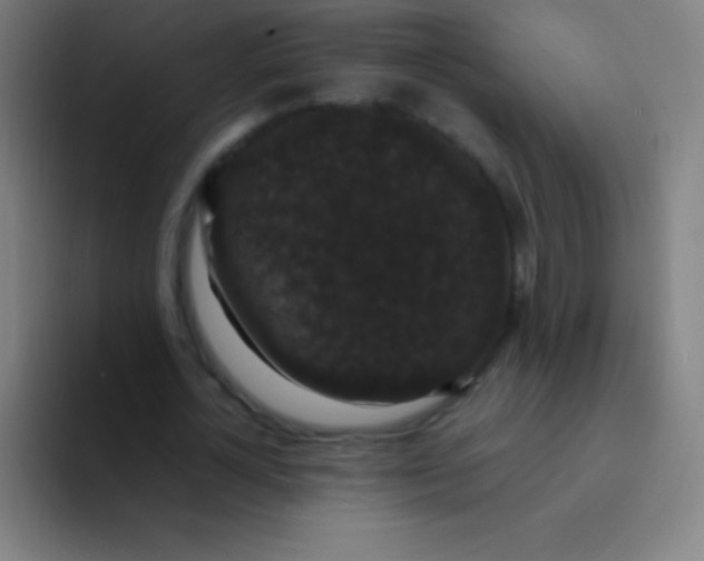 X0000094350724200711162029