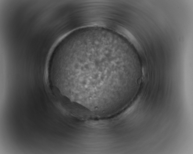 X0000094350780200711162029