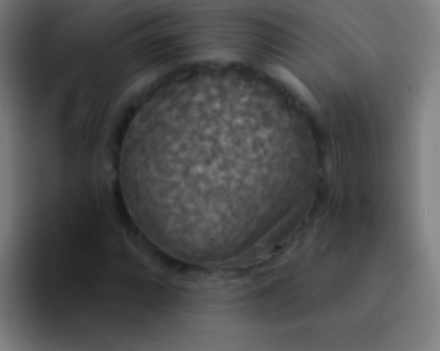 X0000094351064200711162025