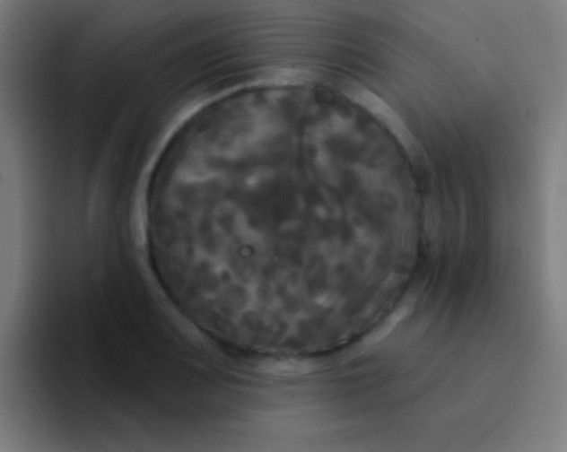 X0000094351083200711162025