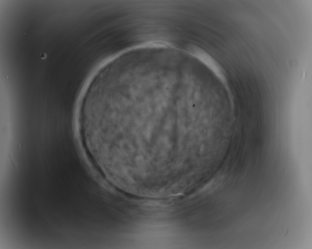 X0000094351104200711162025