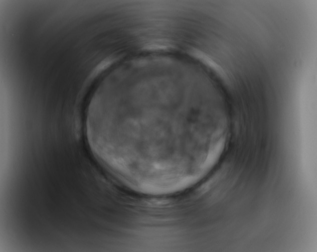 X0000094351306200711162022