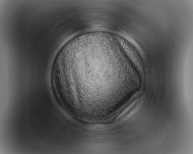 X0000094351333200711162022