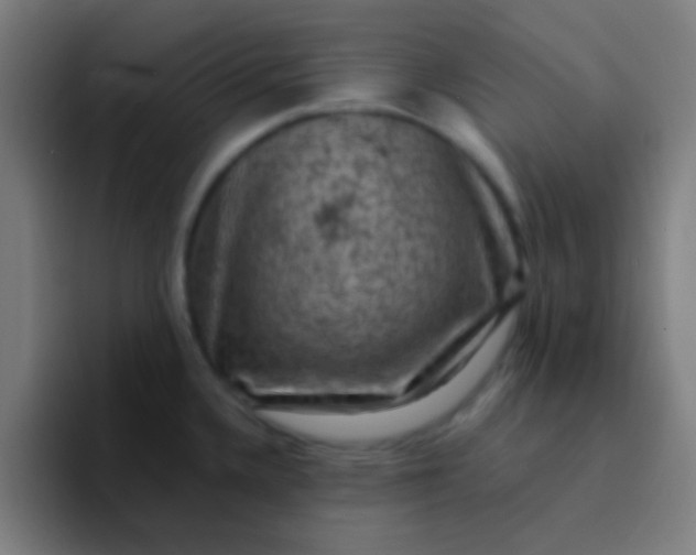 X0000094351336200711162022