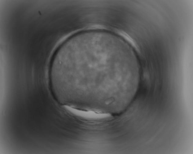 X0000094351364200711162021