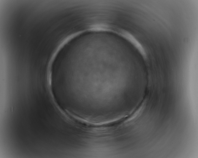 X0000094351376200711162021