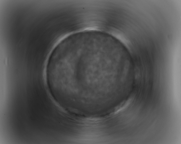 X0000094351423200711162021