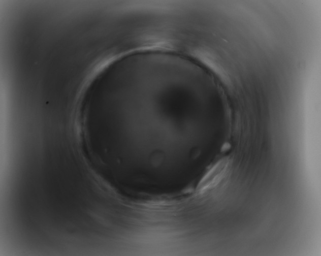 X0000094351455200711162020