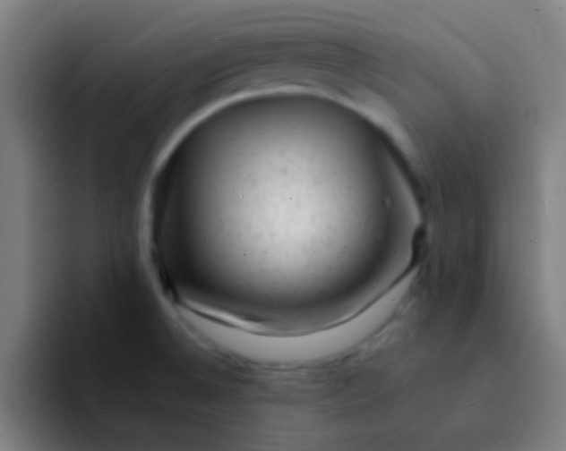 X0000094351524200711162020