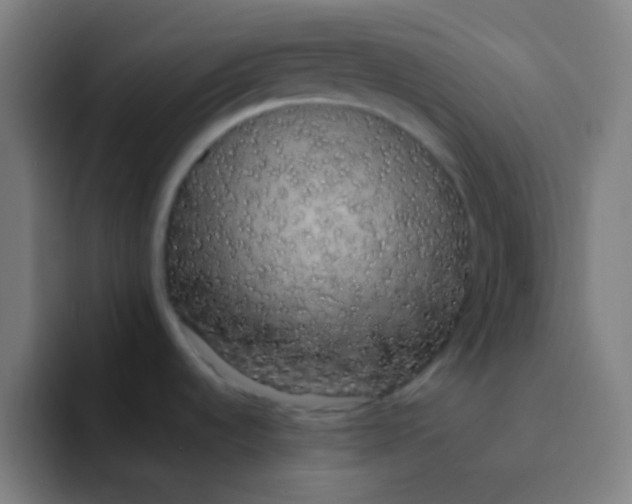 X0000094351536200711162020