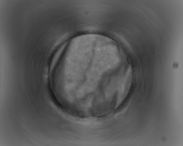 X0000094350024200711241924