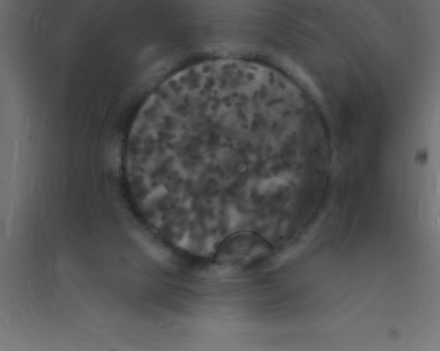 X0000094350065200711241924
