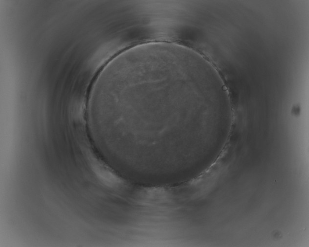 X0000094350146200711241922