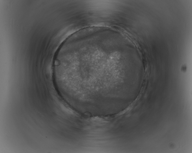 X0000094350290200711241921