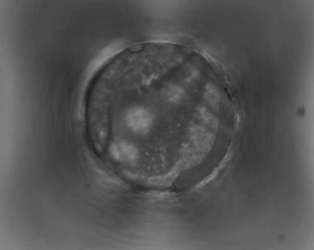 X0000094350343200711241919