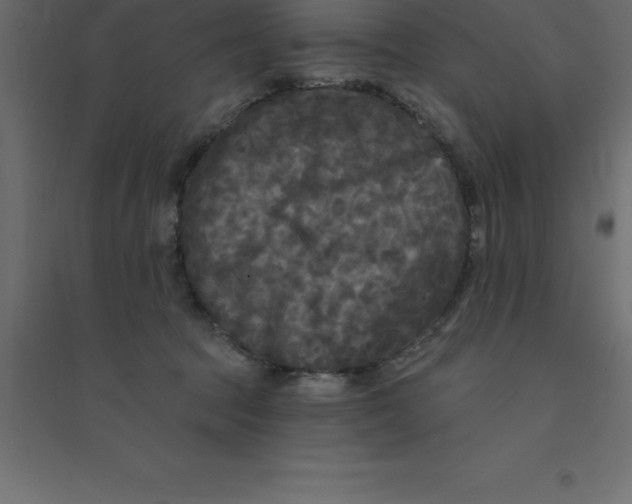 X0000094350369200711241920