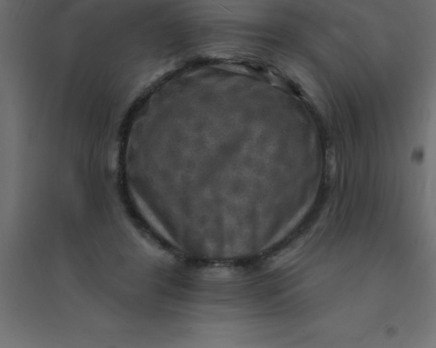 X0000094350404200711241919