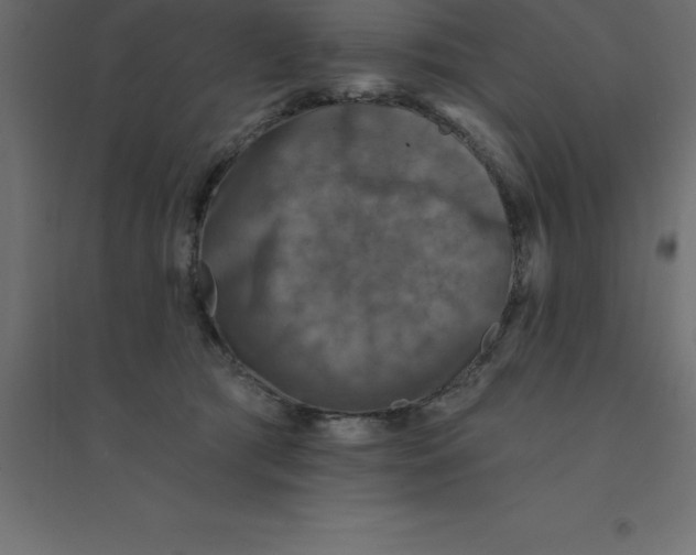 X0000094350417200711241919