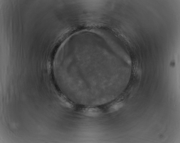 X0000094350716200711241914