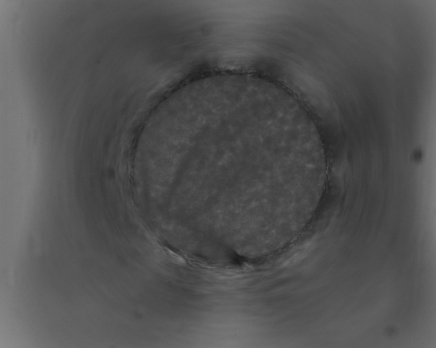 X0000094350817200711241912