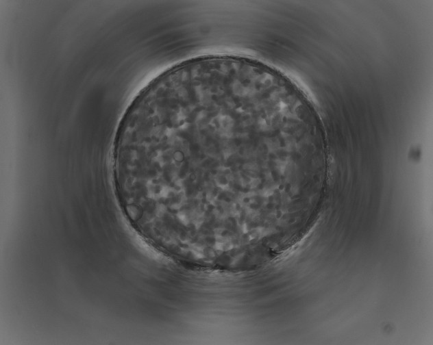 X0000094350895200711241912