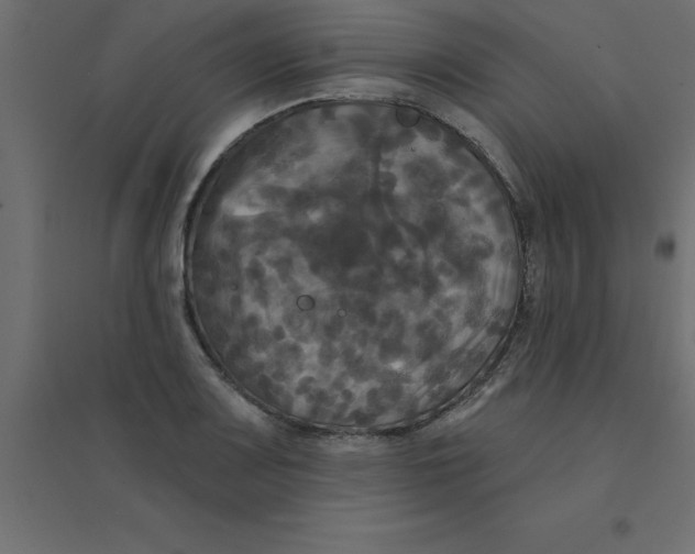 X0000094351083200711241909